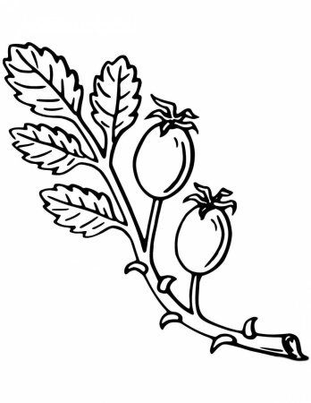 Раскраска шиповника с ягодами